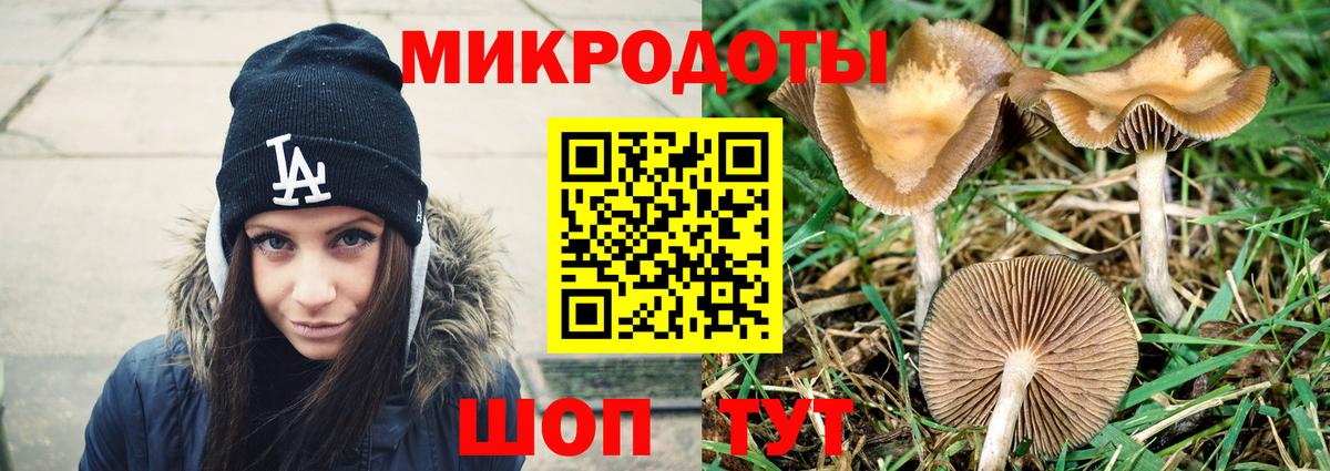 Галлюциногенные грибы Psilocybe Кольчугино